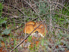 Leccinum lepidum