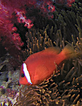 Tomato Anemone and Soft Coral
