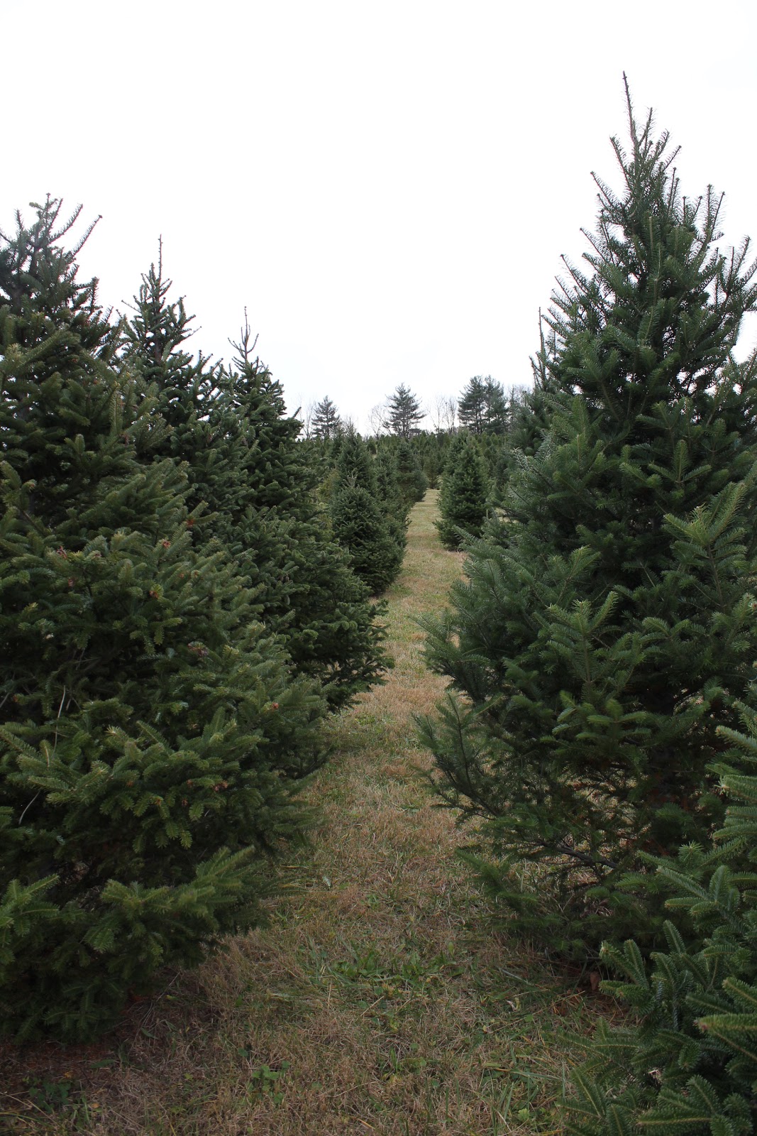 HEATHER KIRTLAND Christmas tree farm