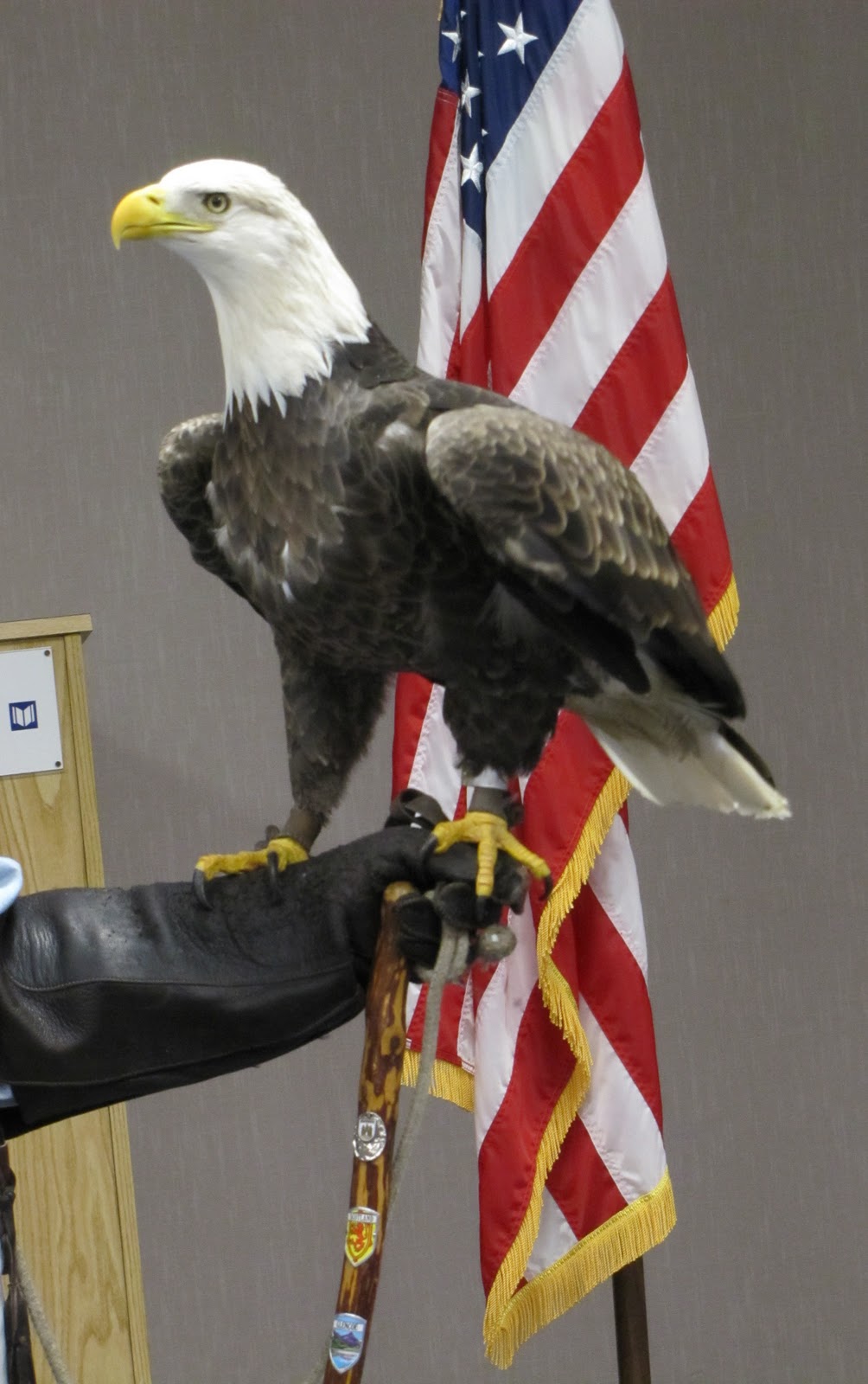The Aero Experience: Bald Eagle Named "Liberty" Makes Appearance at