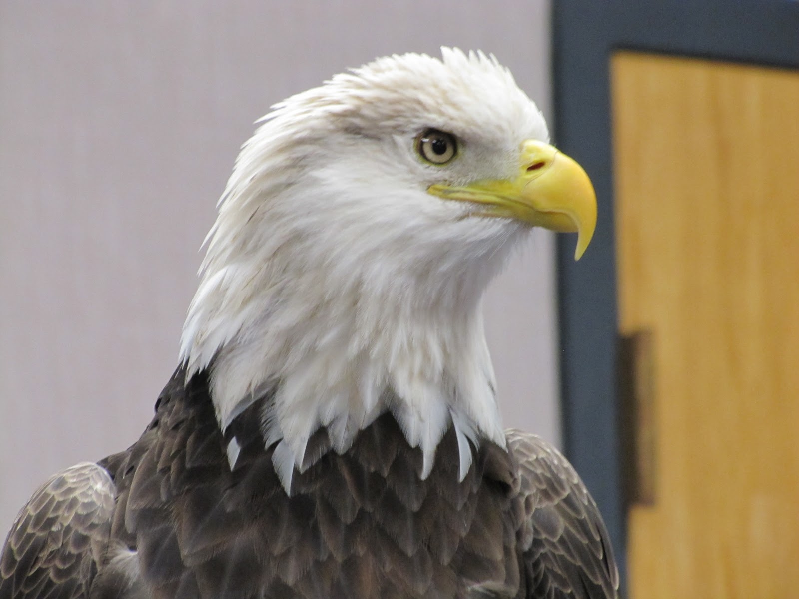 The Aero Experience: Bald Eagle Named "Liberty" Makes Appearance at
