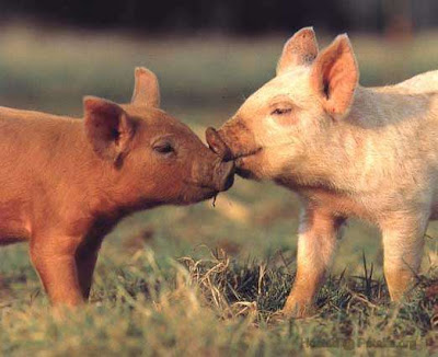 Cute animals pictures - Rare Photo's Collections