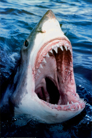 [78027~Great-White-Shark-Posters.jpg]