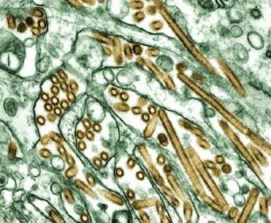 Dinas Kesehatan dan Sosial Kab. Paluta Himbau Masyarakat untuk Waspadai penyakit pada pergantian cuaca 070823 virus h5n1 Dinas Kesehatan dan Sosial Kab. Paluta Himbau Masyarakat untuk Waspadai penyakit pada pergantian cuaca