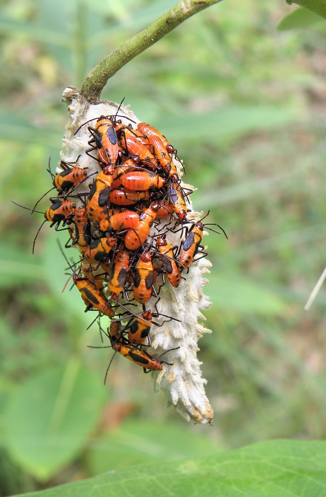 Hoosier Safari The bug of Milkweed
