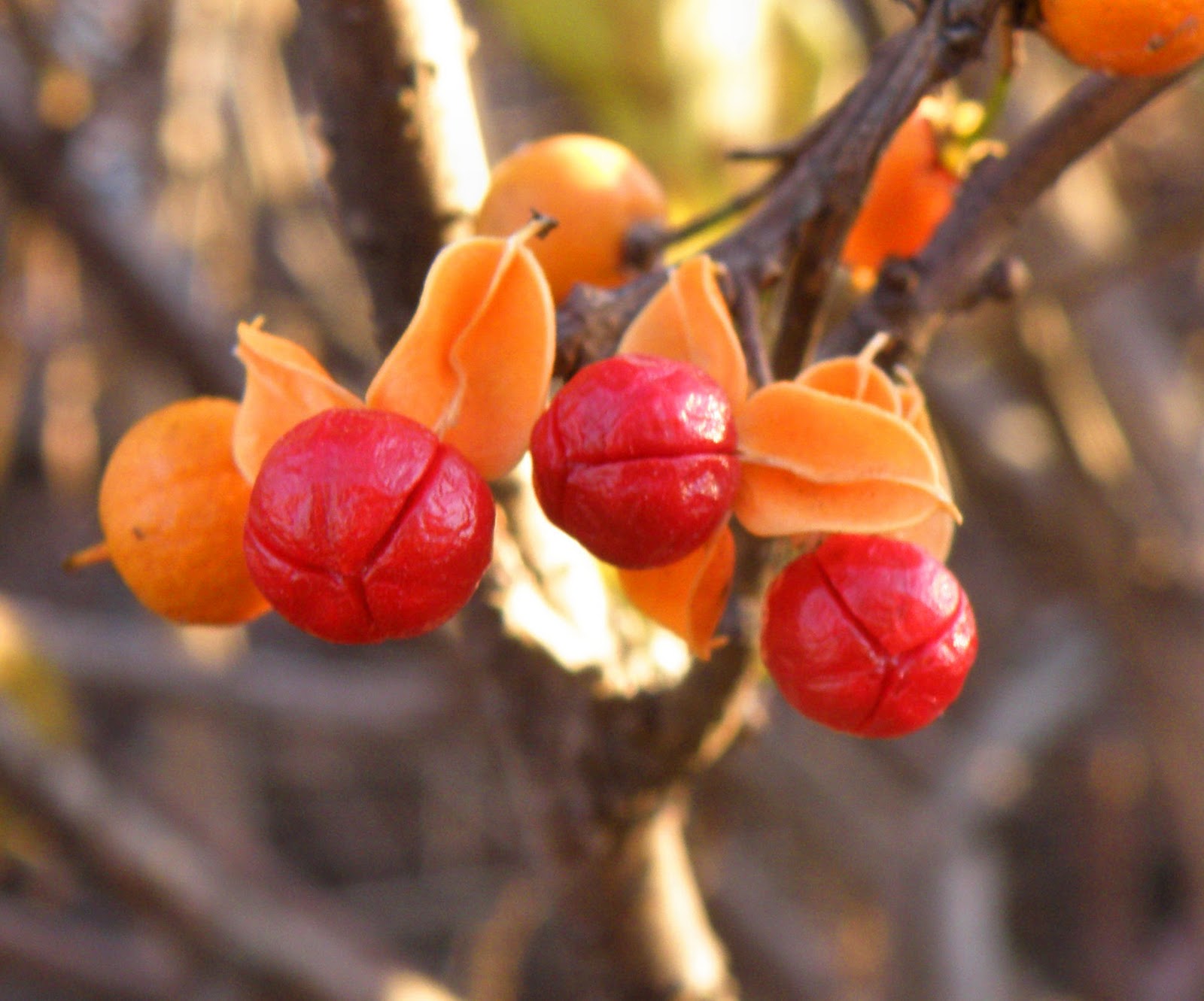 Hoosier Safari Invasive Species Bittersweet