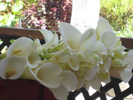 Cartuchos de Lulunqui o Alcatraz