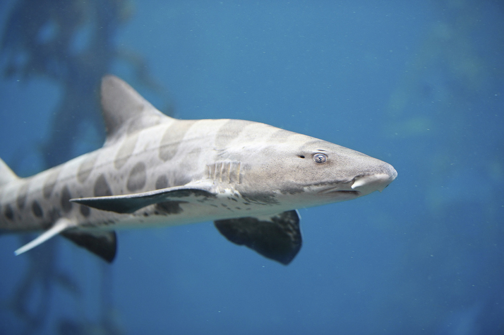Point Reyes Outdoors Leopard Sharks in Tomales Bay and Drakes Estero