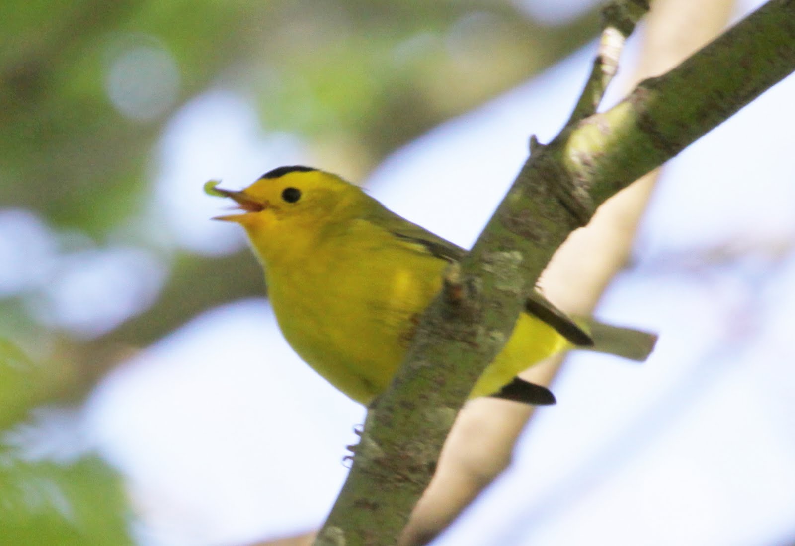 Michael and Winnie's Sweet Home: 黃鶯鳥 WARBLER