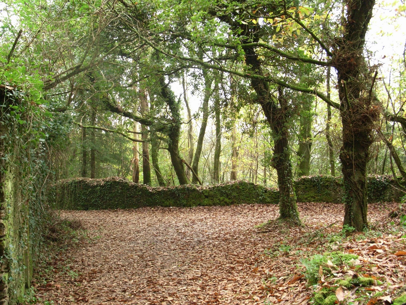 EL TABLERO DE PIEDRA El bosque que nos sustenta