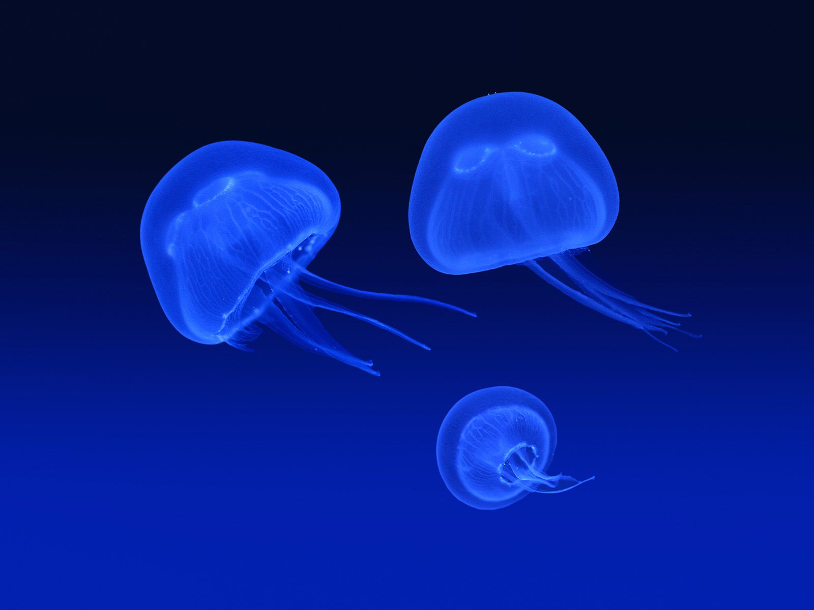 [Floating+Jellyfish.jpg]