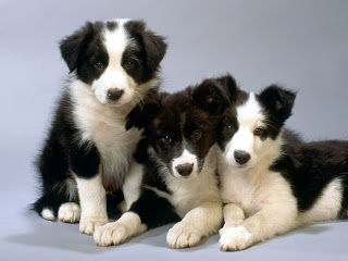Black%2Band%2BWhite%2BBorder%2BCollie%2BPups.jpg