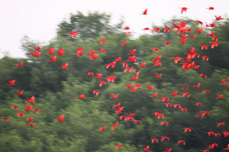 Tails of Birding The Scarlet Ibis Is What it Eats