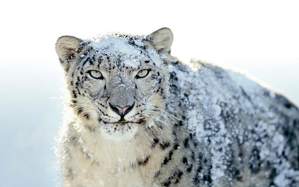 http://3.bp.blogspot.com/_kxEJZQp4yUc/S9ZXPRXNE6I/AAAAAAAABU8/THTVrvci35Y/s1600/Snow-Leopard-2.jpg