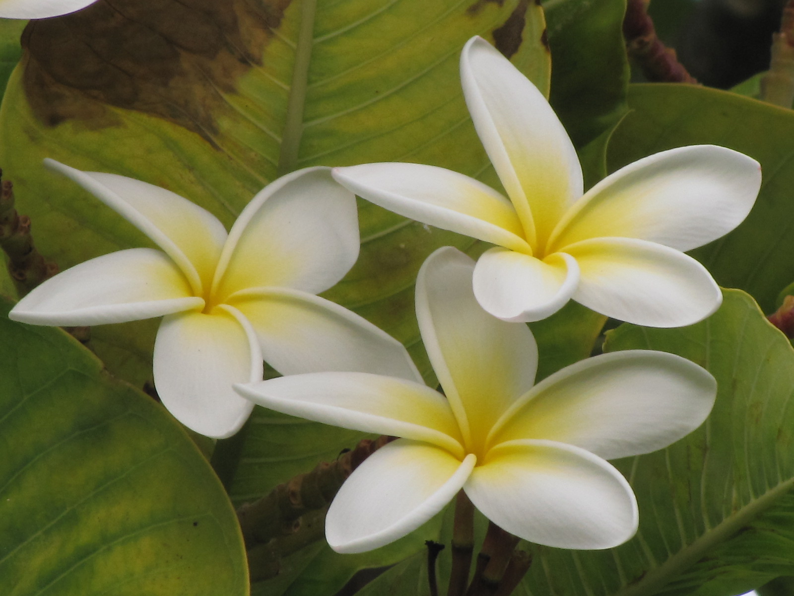 Lockwood Lavender Farm Flowers of Maui