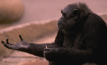 chimpancé (Pan troglodytes)
