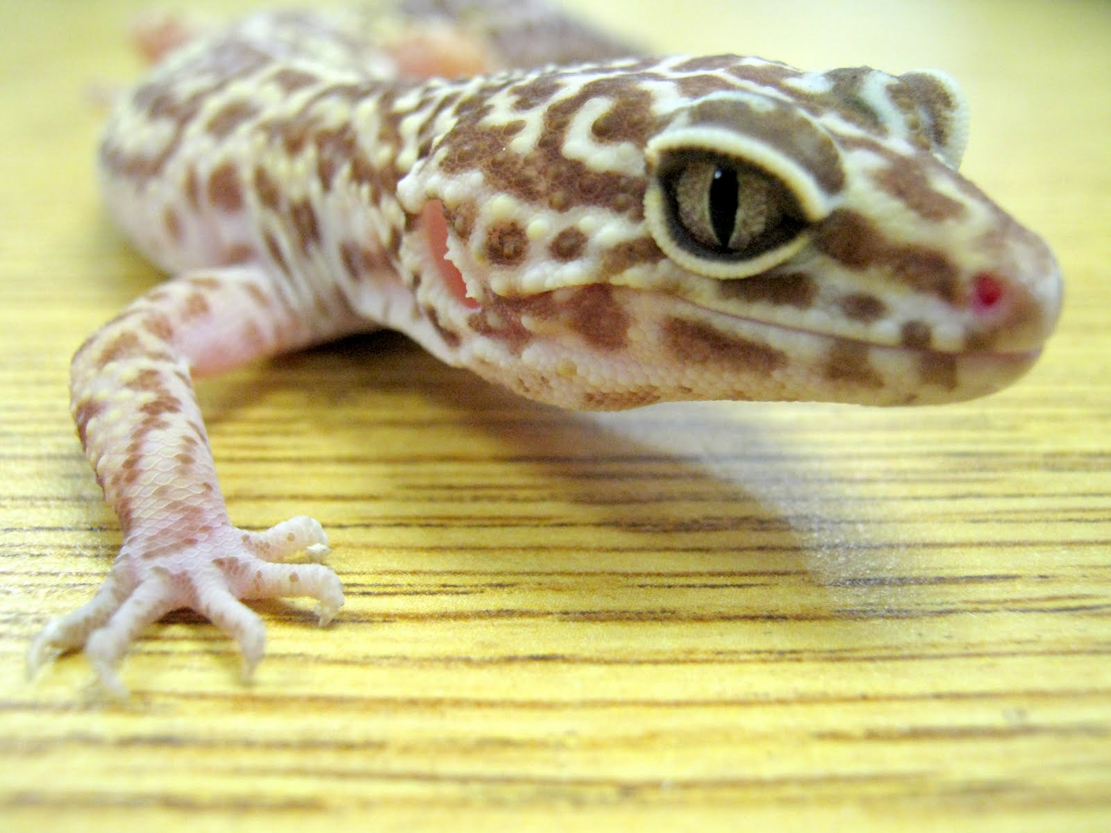 Leopard Gecko. 