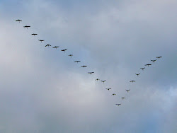 flying birds know feel sky middle sun confident poet award earned them mean stuck