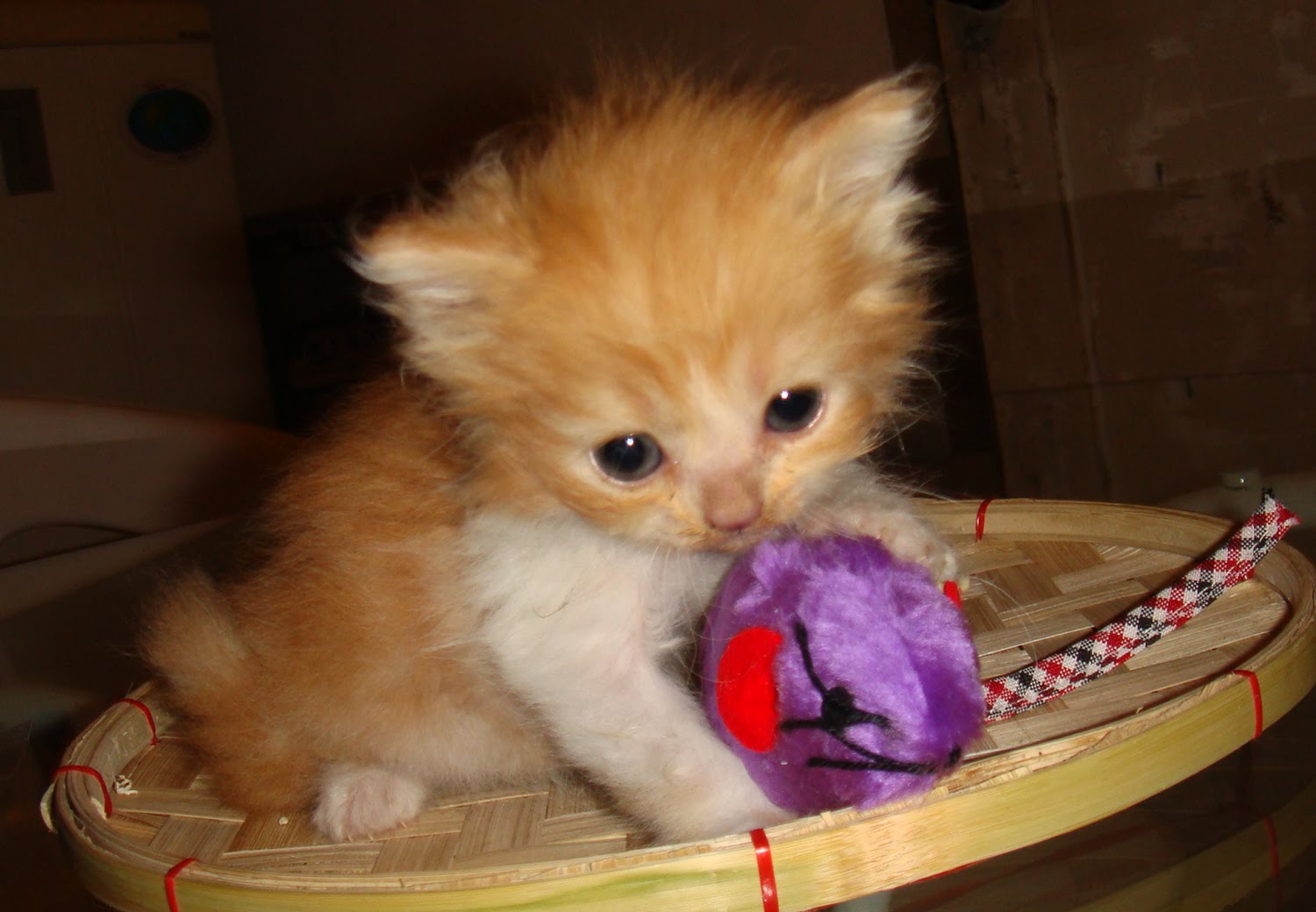 Persian Cat for Sale Philippines (manila)