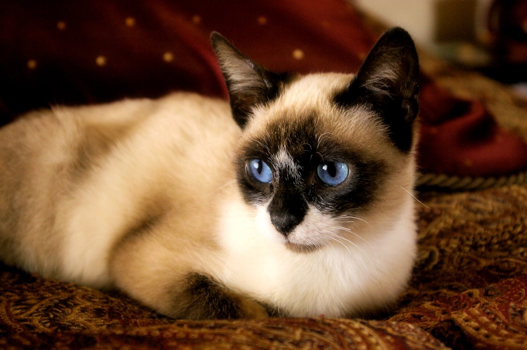 Рассмотрите фотографию кошки породы сноу шу. Сноу-Шу кошка. Тайская кошка Сноу Шу. Кошки породы Сноу шоу. Порода котов Сноу Шу.