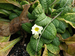 Primroses blooming Jan 05, 2010