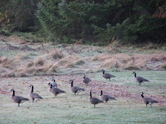 Geese, geese and more geese Nov 27, 2009