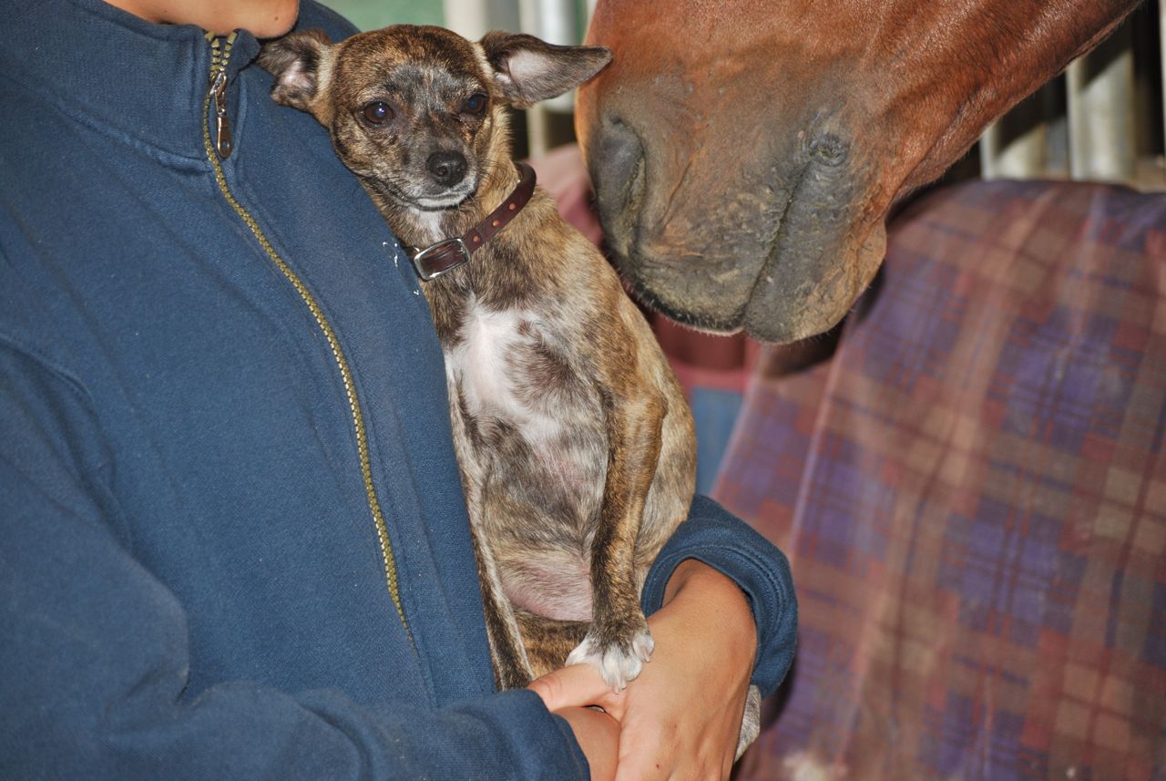 Twinkie Tiny Dog Teacup Chihuahua A Dog Blog Mar 31 2010