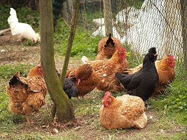 Un gruppo di polli allevati con metodo biologico. Foto: Andrea Mangoni.