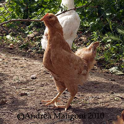 Giovane gallina di razza Boffa. Foto di Andrea Mangoni.