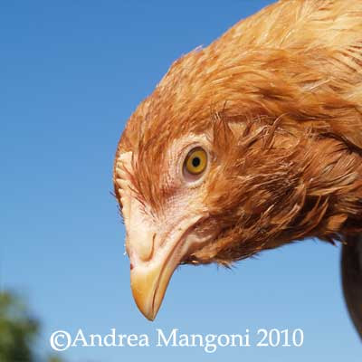 Pollastra di razza Boffa. Foto di Andrea Mangoni.