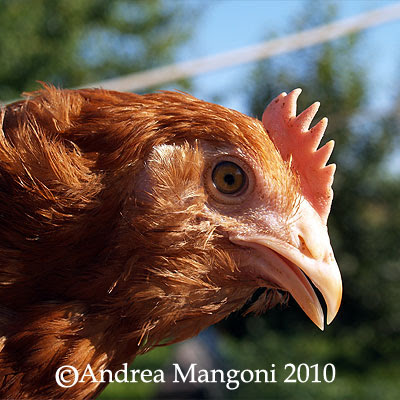 Pollo di razza Boffa. Foto di Andrea Mangoni.