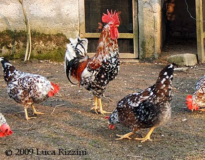 Gallo e galline di Millefiori di Lonigo. Foto di Luca Rizzini.