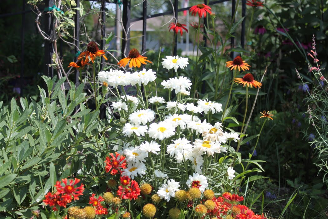 Confessions Of A Plant Geek: Shasta Daisies
