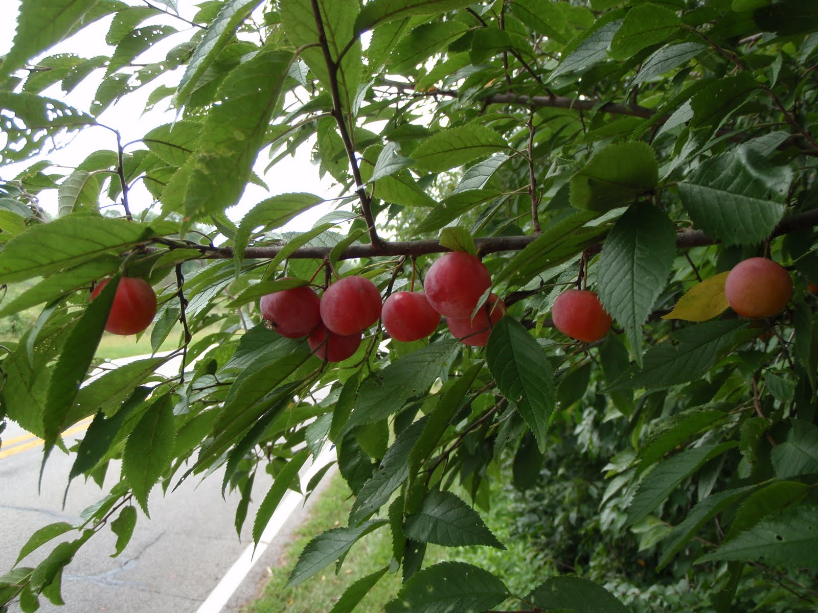 Lafayette report Wild plums are ripe