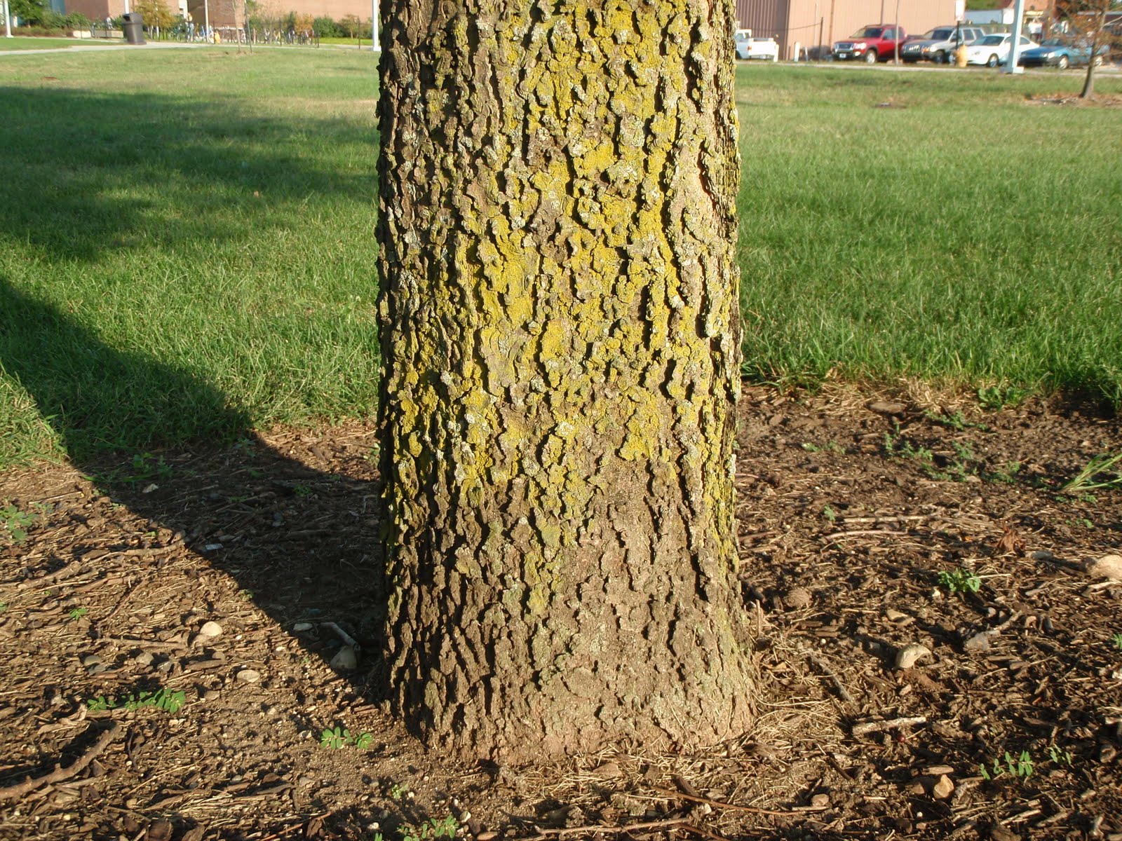 Lafayette report Sugarberry tree