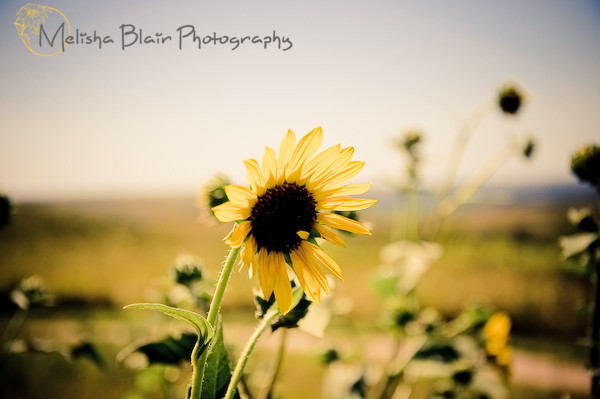 Melisha Blair Photography Look Out Point haven-restaurant-lookout-point