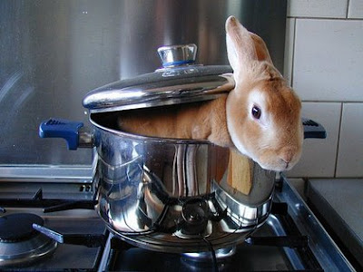 bunny+in+a+pot.jpg