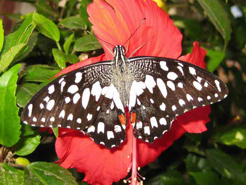 Common Lime Butterfly Nature, Cultural, and Travel Photography Blog
