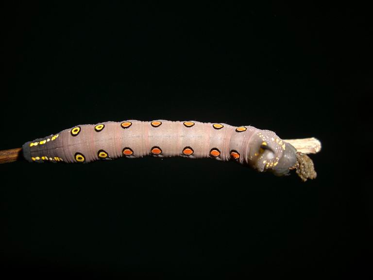 Brown caterpillar with red yellow dots Nature, Cultural, and Travel