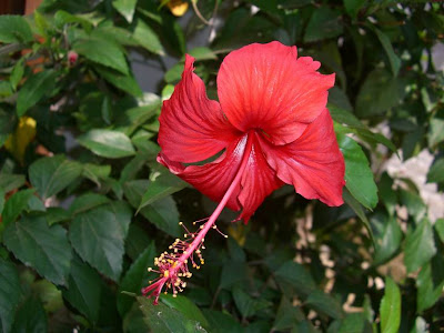 Hibiscus Flower