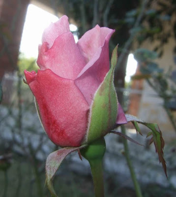 Lavender Roses | Nature, Cultural, and Travel Photography Blog