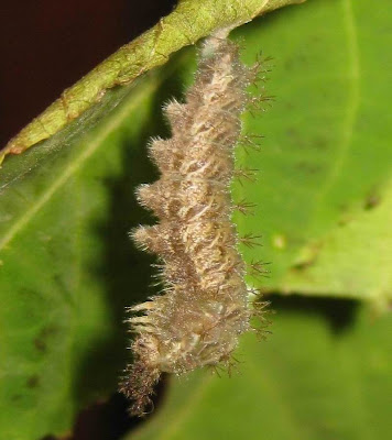 Common Castor Butterfly Larva-Caterpillar Picture