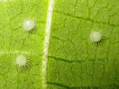Common Castor Butterfly Eggs Picture