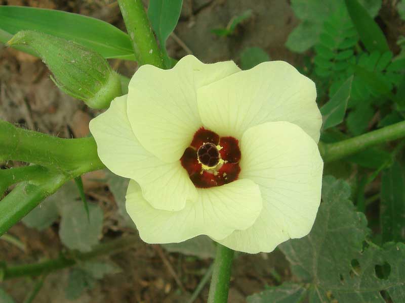 Okra Lady's Fingers Nature, Cultural, and Travel Photography Blog