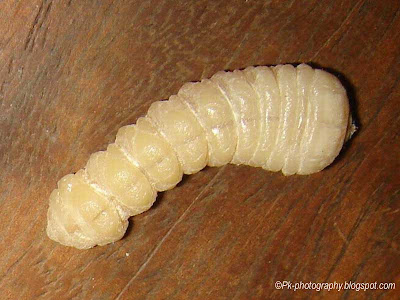 Old House Borer Larva