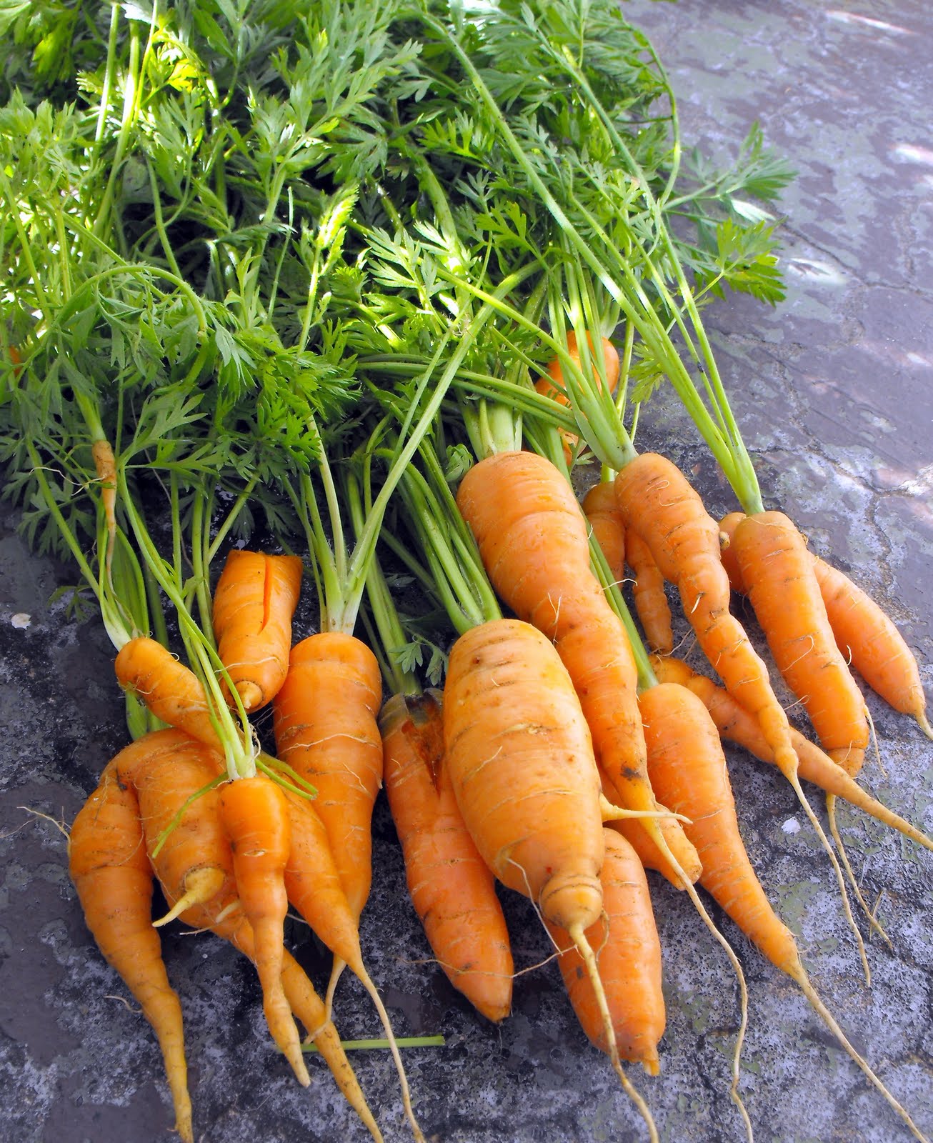 Carrots!