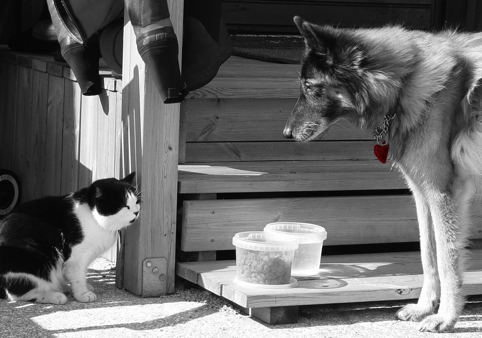 [ronja+katt1+kopierastor.jpg]