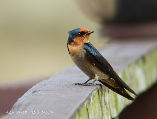 http://3.bp.blogspot.com/_lFELKwm4ZV8/S0aw8X7Z7zI/AAAAAAAADm0/INlR7_H4uS4/DSCF8746+Pacific+Swallow.jpg