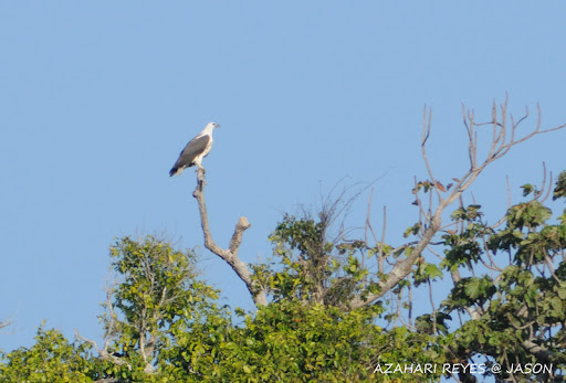 Birders Of Sabah Borneo Island: Birding At Mantanani Island