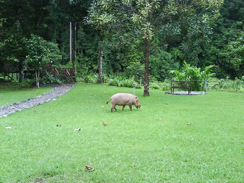 [DSC00620+wild+boar.jpg]